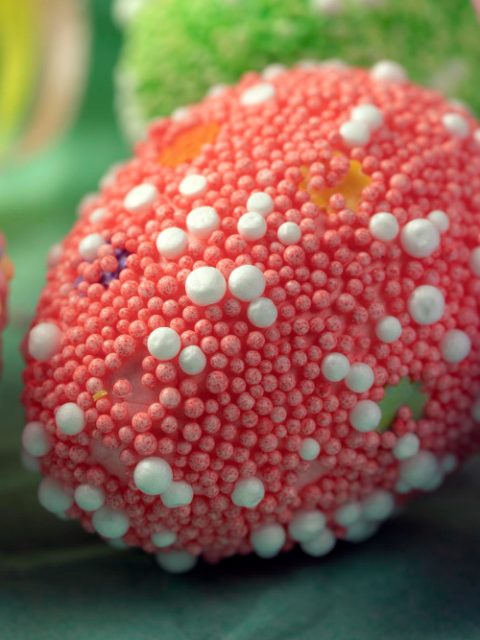 Candida glabrata