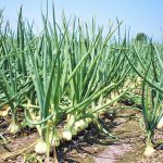 Mărarul în bucătăriile europene: un condiment apreciat