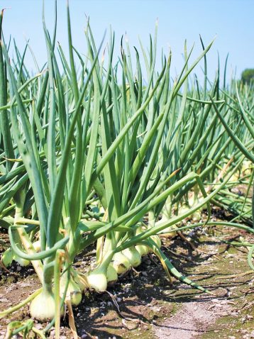 Cultivarea cepei în grădină
