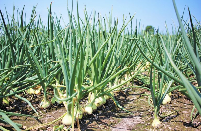 Cultivarea cepei în grădină