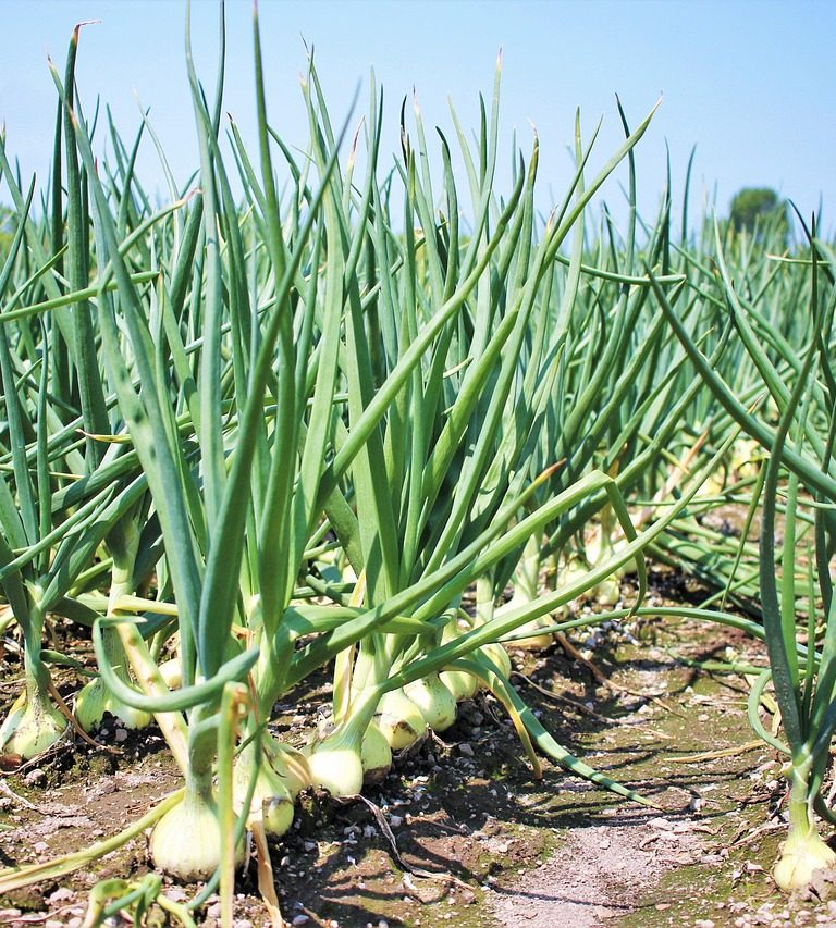 Cultivarea cepei în grădină