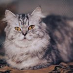 Când și de ce este obligatorie deratizarea? Ghid complet pentru locuințe și afaceri