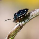 De ce se schimbă preferințele pentru îngrășăminte în perioade diferite