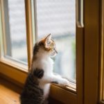 Ce năluci se folosesc pentru știucă în diferite sezoane