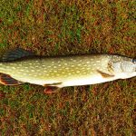 Cum asortezi imprimeurile fără să încarci ținuta